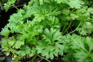 Parsley là gì